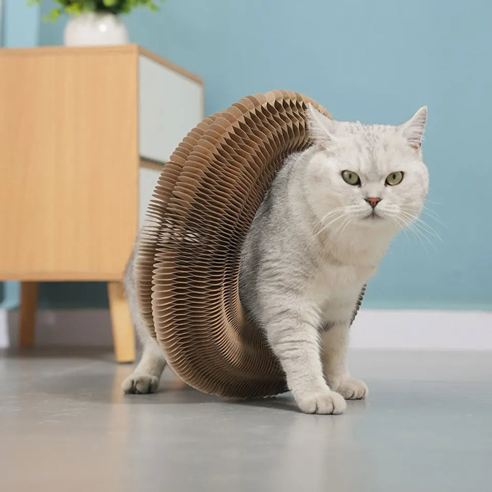 Planche à Gratter Magique pour Chat, Jouet Interactif en Accordéon